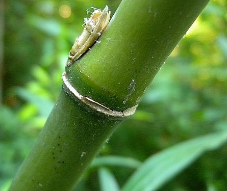 Arundinaria gigantea, giant cane, native bamboo