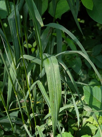 Sow Wild Natives-Hairy Woodland Brome (Bromus pubescens)