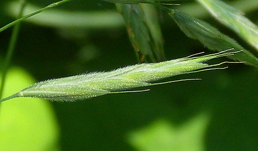 Bromus pubescens (Hairy Woodland Brome) Natural Communities LLC