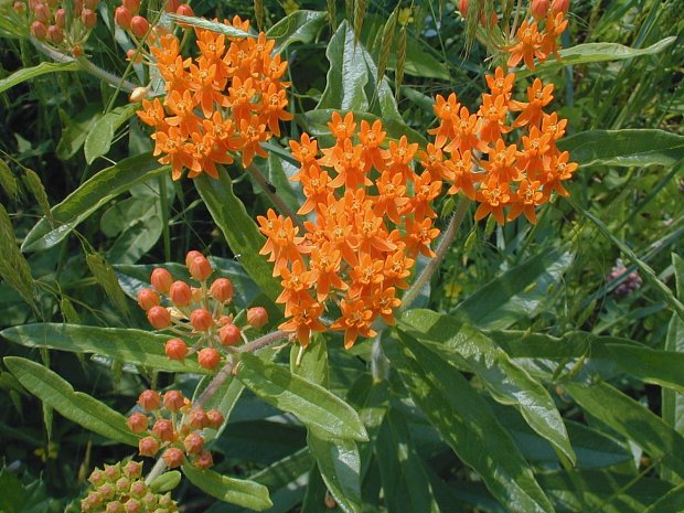 Short Orange Flowers