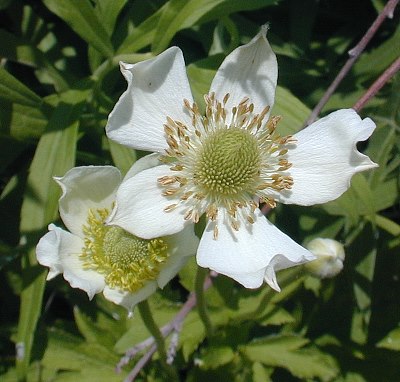 Anemone virginiana image