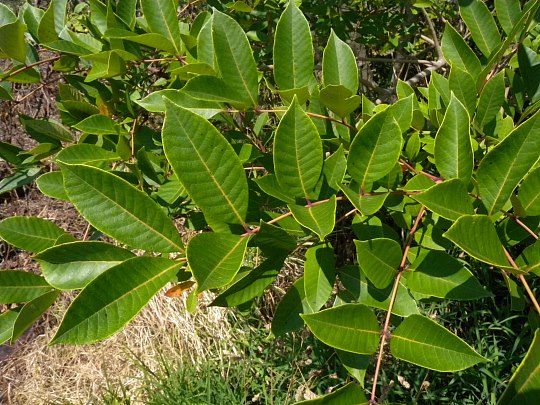 poison sumac rash on face. poison sumac rash on face.