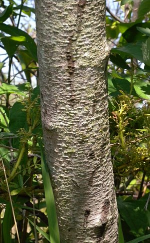 poison sumac. Generally, Poison Sumac is