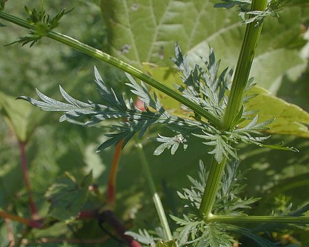 Artemisia annua and Artemisia vulgaris - what is the difference? – Dein  Artemisia-Shop