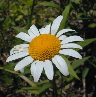 Daisy - planting, care, blooming of oxeye, the 5th anniversary daisies!