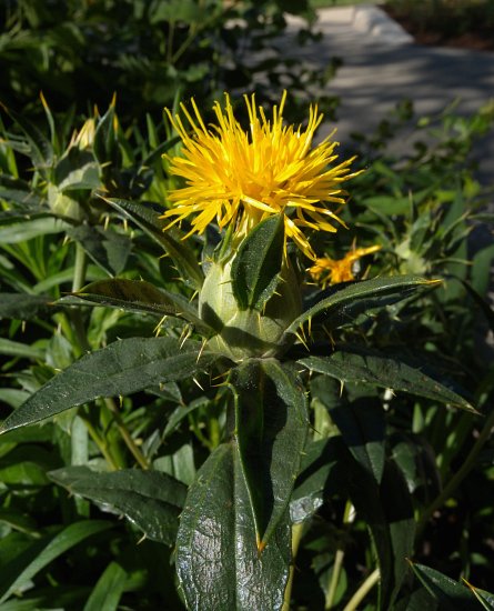 How T Grow Safflower From Seed With Update, Carthamus Tinctorius