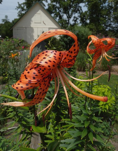 tiger lily flowers images