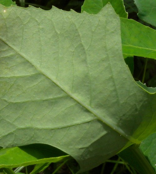 bracts leaves