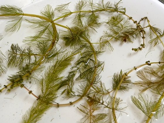 eurasian milfoil invasive species