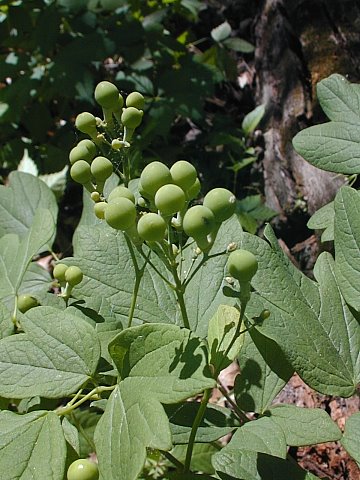 Blue Cohosh Plant