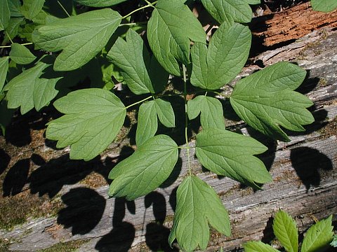 blue cohosh