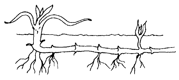 Rhizomes