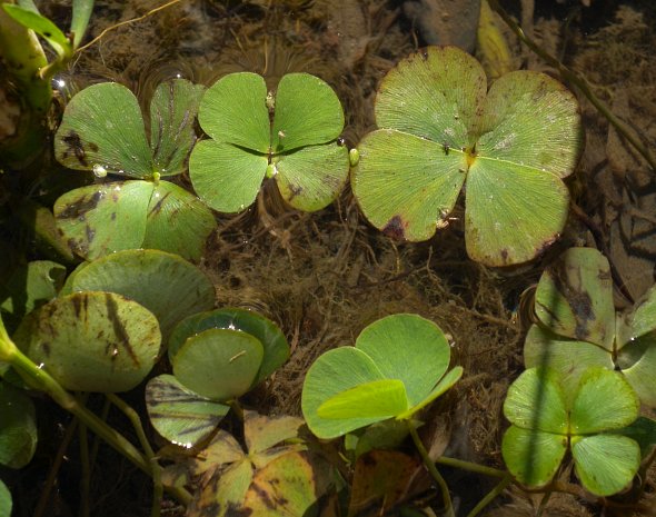 European Water Clover Shallow Water Plant - Chalily Ponds & Gardens