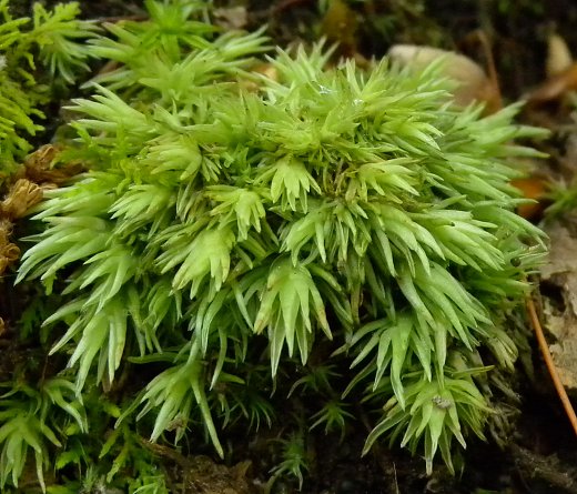 Live Pincushion Moss (Leucobryum Glaucum)