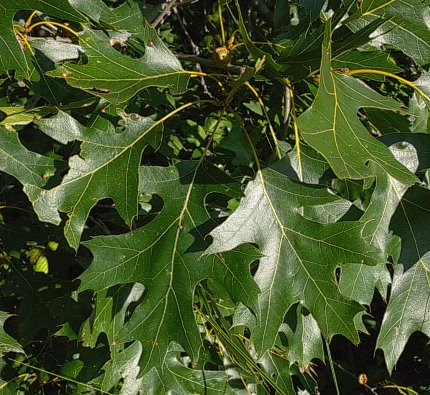 Black Oak (Quercus velutina)
