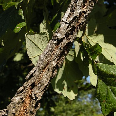 quercus macrocarpa flowers