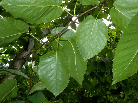 paper birch tree leaves