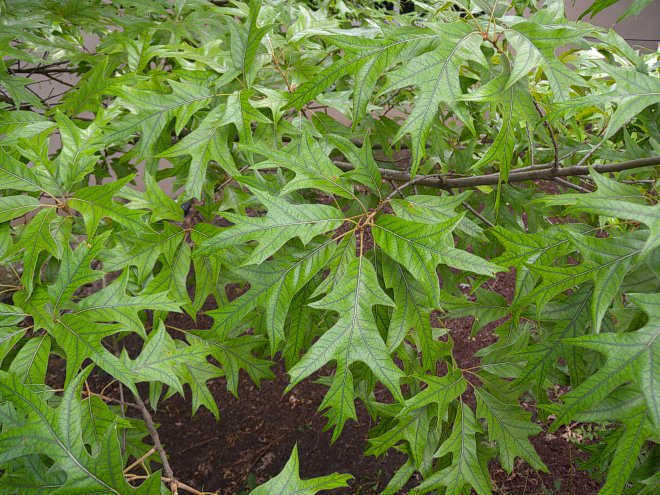 Spanish Oak Quercus Falcata