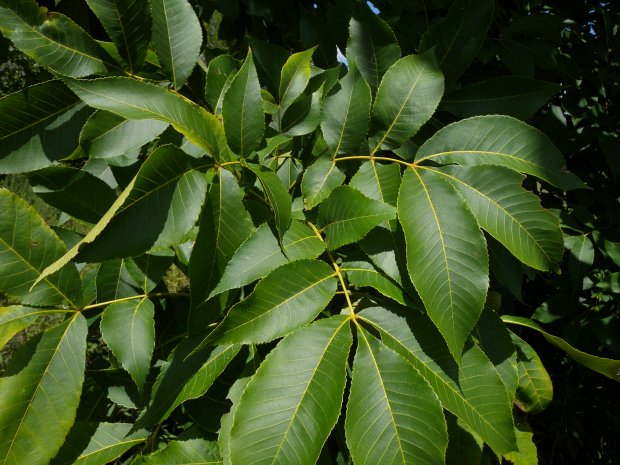 Pignut Hickory Tree