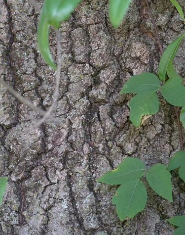 Willow Oak (Quercus phellos)
