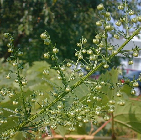 Artemisia annua L. in the field.