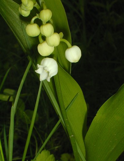 Garden State Bulb White Lily Of The Valley Convallaria Mirabilis
