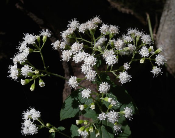 White Snakeroot Ageratina Altissima,Small 1 Bedroom Apartment Layout